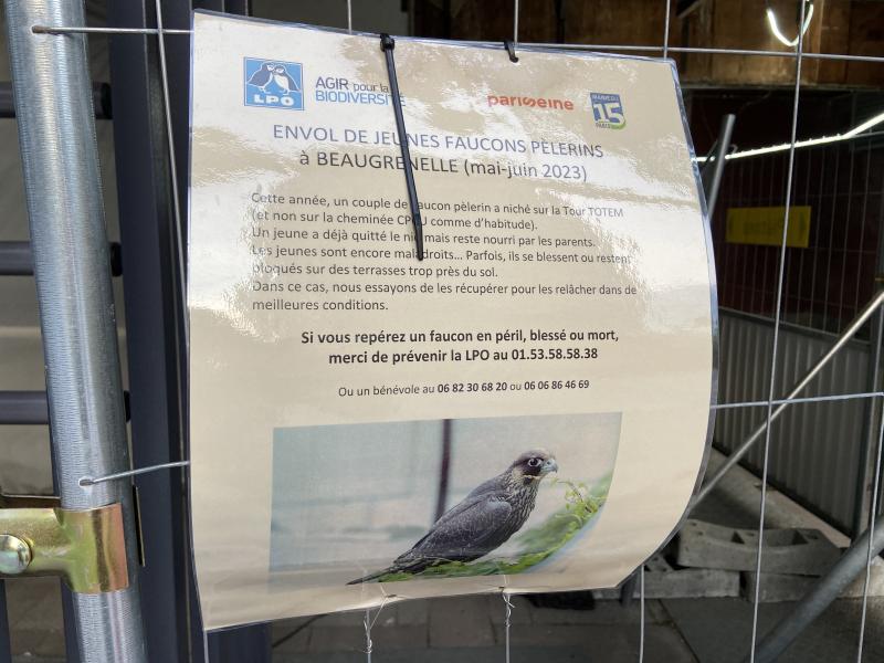 Conférence sur le faucon pèlerin à Beaugrenelle