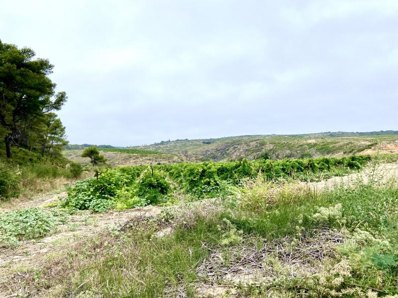 Massif de la Clape