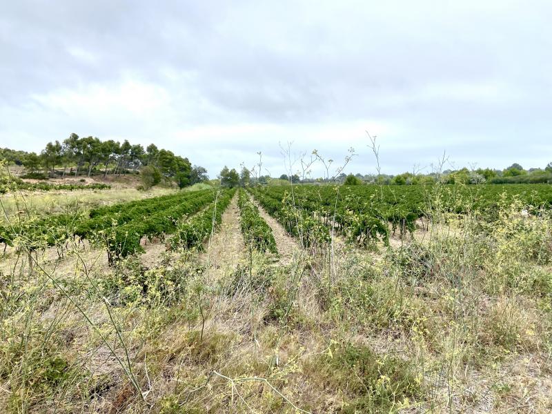 Massif de la Clape